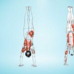 what muscles do handstands work