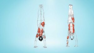 What Muscles Do Handstands Work
